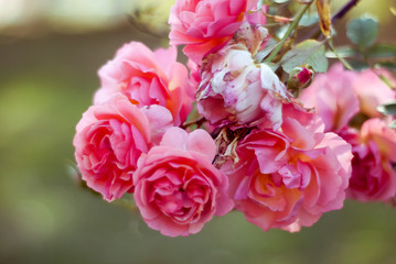 pink roses in garden