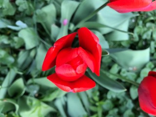 red tulip in the garden