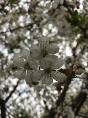 apple tree flowers