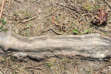 The root of a tree protrudes from the floor in the forest and is photographed from above
