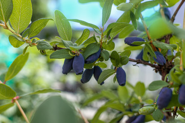 Haskap berries growing in a garden. Natural healthy eating idea.