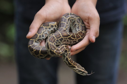 Python molurus is a large, nonvenomous python species native to tropical and subtropical regions of the Indian subcontinent and Southeast Asia.