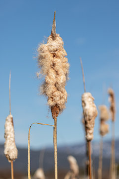 Cattails or Bulrush gone to see with blue sky blurred background with copy space, vertical