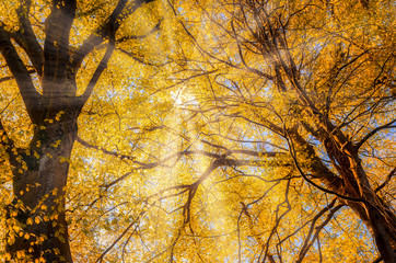 Panele Szklane Podświetlane  żółte jesienne liście