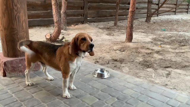 Beagle dog sitting on a chain. A purebred dog moves its tail. Puppy tied in the yard.