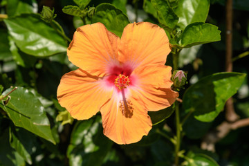 Three large and delicate vivid orange hibiscus flower in an exotic garden and green leaves, in a sunny summer day on Isola Bella by Lake Maggiore in Northern Italy, outdoor floral background
