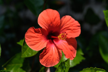 Three large and delicate vivid red hibiscus flower in an exotic garden, surrounded by green leaves, in a sunny summer day on Isola Bella by Lake Maggiore in Northern Italy, outdoor floral background
