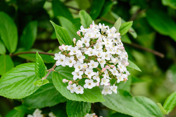Shrub with white flowers of Viburnum opulus plant, known as guelder rose, water elder, cramp bark, snowball tree and European cranberry bush, in a sunny spring garden, beautiful floral background
