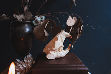 Real beaver skull still life in vintage artistic interior  in dark pastel colors © Hh