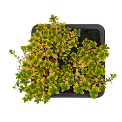 Thyme, Thymus pulegioides var. Betram Anderson. Alpine bedding plant with variegated leaves....