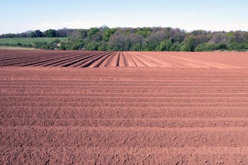 Fototapeta na wymiar Potatoe planting trenches in Sprotbrough 2, Doncaster, South Yorkshire, England.