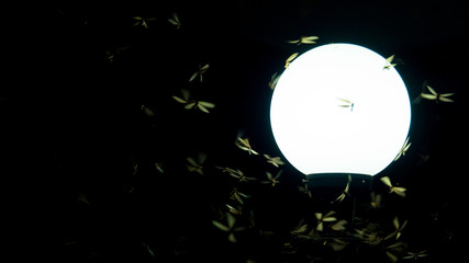 Illumination lamps used outdoors, Flying termites fly into the light of the lamp. This event will occur during the rainy season.
