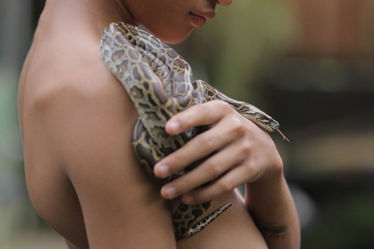 Python molurus is a large, nonvenomous python species native to tropical and subtropical regions of the Indian subcontinent and Southeast Asia.