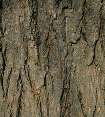 texture of the bark of a large tree