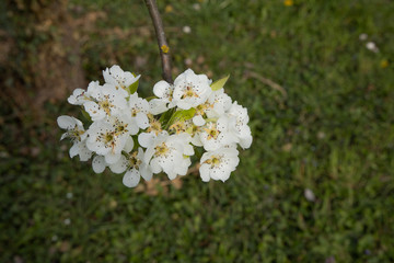 cherry blossom with sky background and a bee close up