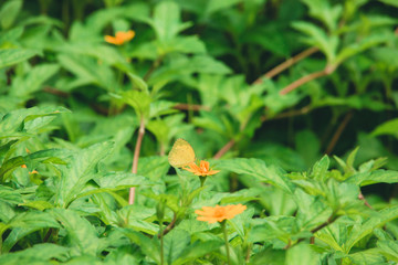Butterfly in the home garden. 
