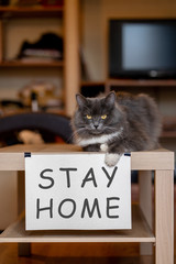 Cat with nameplate stay home on table at selfisolation