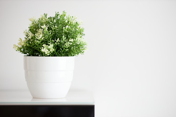 Isolated plant on a white background. Horizontal. Minimalism