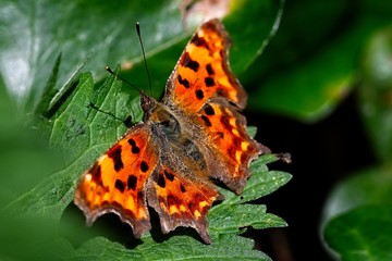Obraz premium comma butterfly on a leaf