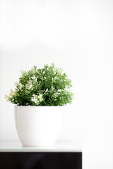 Green isolated plant on a white background. Vertical