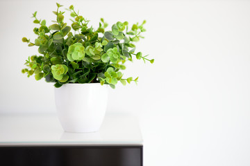 One plant on a white background. Horizontal. Minimalist