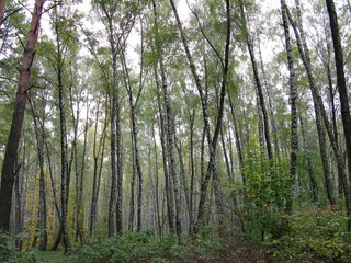 Gorgeous Autumn
