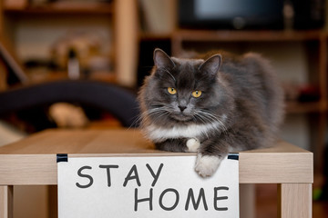 Cat with nameplate stay home on table at selfisolation