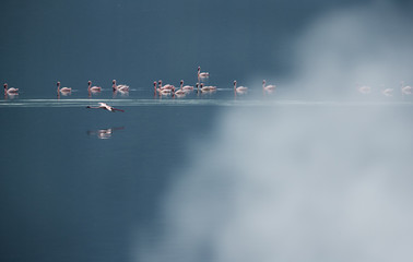 Lesser Flamingos swimming in the mod of hot springs steam, Bogoria Lake