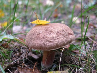 Mushroom