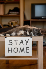 Cat with nameplate stay home on table at selfisolation
