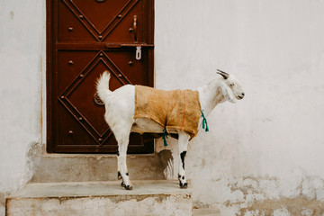 goat standing on a step in Agra, India