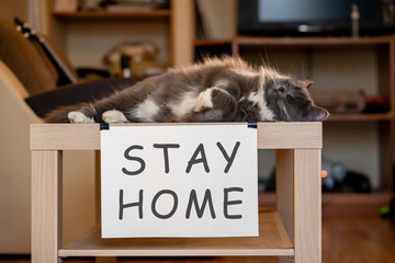Cat with nameplate stay home on table at selfisolation
