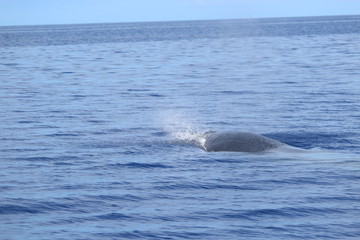 Fototapeta premium Walbeobachtung