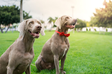 Two equal purebred Weimaraner dogs in the park, illuminated by sunlight at sunset.