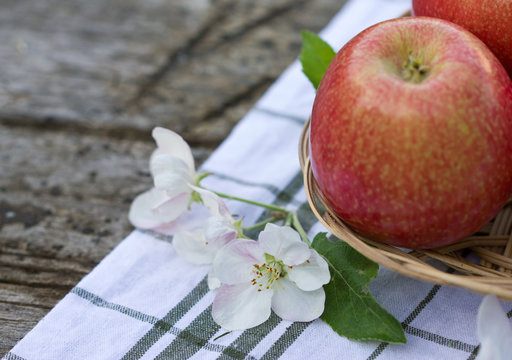 red apples in a wicker basket, fresh Apple flowers in the garden, close-up.