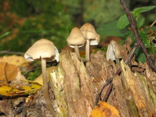 Mushroms
