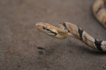 Boiga cynodon, commonly known as the dog-toothed cat snake, is a nocturnal species of rear-fanged colubrid snake endemic to Asia.