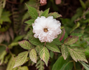 white flower of a carnation, Coroico Bolivia
