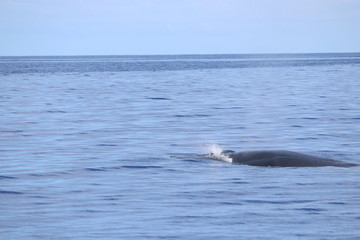 Obraz premium Walbeobachtung