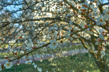 plum full blossom and the background of the blue sky ,white flowers in the spring