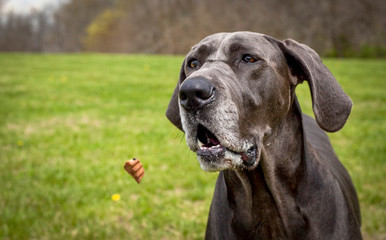 A patient great Dane stares at a treat thrown towards it