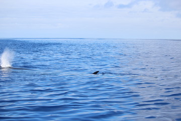 Fototapeta premium Walbeobachtung