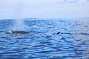 Fototapeta premium Walbeobachtung