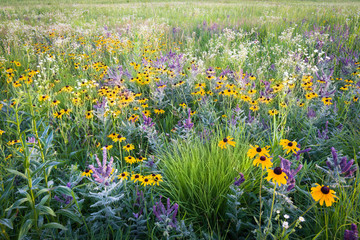 Sunset light on a profusion of blooming native wildflowers in the summer prairie.