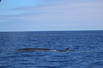 Obraz premium Walbeobachtung