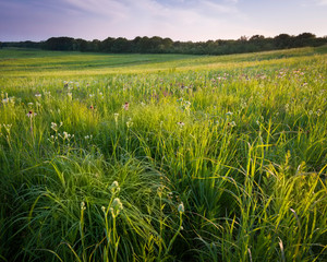 A Midwest prairie full of blooming summer wildflowers bathed in warm light from a setting sun.