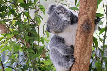 Fototapeta na wymiar Nahaufnahme eines Koala auf einem Baum mit Eukalyptus