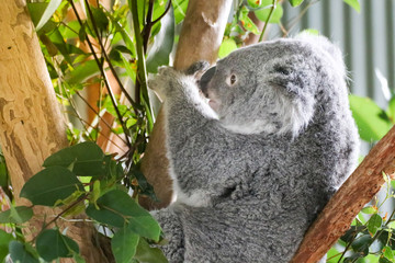 Nahaufnahme eines Koala auf einem Baum mit Eukalyptus