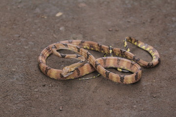 Boiga cynodon, commonly known as the dog-toothed cat snake, is a nocturnal species of rear-fanged...