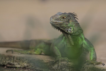 Iguana is a genus of herbivorous lizards that are native to tropical areas of Mexico, Central America, South America, and the Caribbean.